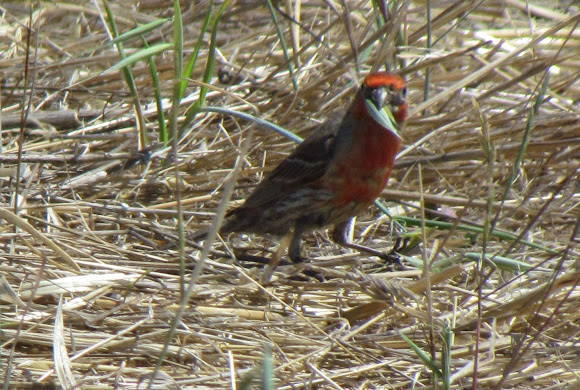 Spotting Image 1
