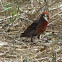 House Finch
