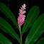 Red Ginger