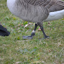 Canada Goose (Banded)