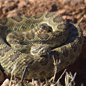 Mohave rattlesnake