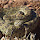 Flora y Fauna de Chihuahua