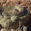 Mohave rattlesnake