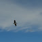Pelecanus