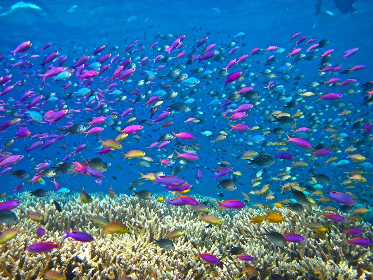 Coral Reefs