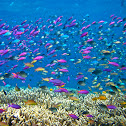 Coral Reefs