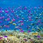 Coral Reefs