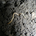 Garden centipede