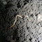Garden centipede