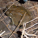 Sonoran desert toad