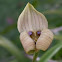 Trigonidium