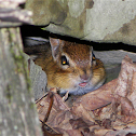 Eastern Chipmunk