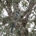 Florida Scrub Jay
