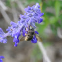 Carpenter Bee