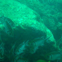 Soldier fish