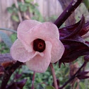 Roselle Hibuscus