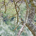 Crested Barbet