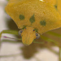 Stink Bug