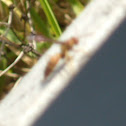 Wasp?