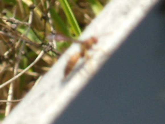 Spotting Image 1