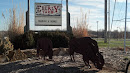 Eberly Farm Bison