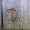 Crane flies (mating)