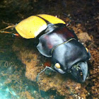 Giant Yellow Stag Beetle