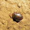 Tomato Stink bug
