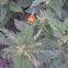 Ladybird