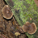 Hairy Funnel