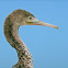 Socotra Cormorant