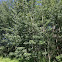 Trembling aspen Poplar Aspen