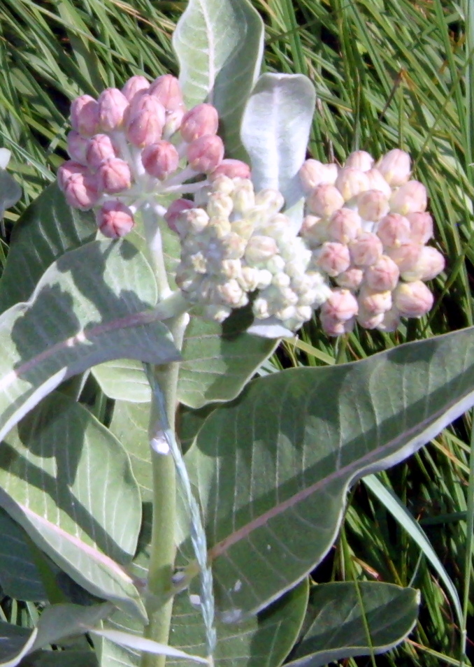 Showy Milk weed