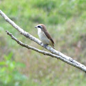 Brown Shrike