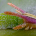 Dragon Head Larva