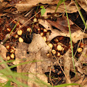 Squaw Root