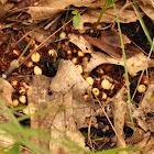 Squaw Root