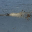 Spider nest.