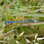Familiar Bluet Damselfly