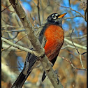 American Robin