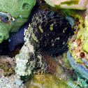 Ceram Blenny