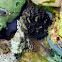 Ceram Blenny