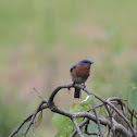 Bluebird