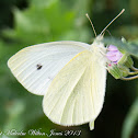 Small White Butterfly