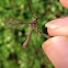 Common crane fly