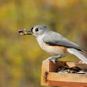 Tufted Titmouse