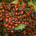 Lady bugs