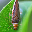 Pseudomops