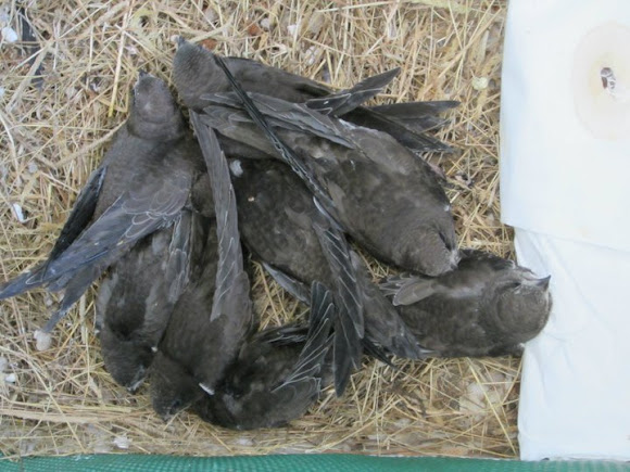 Spotting Image 1