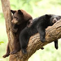 American Black Bear